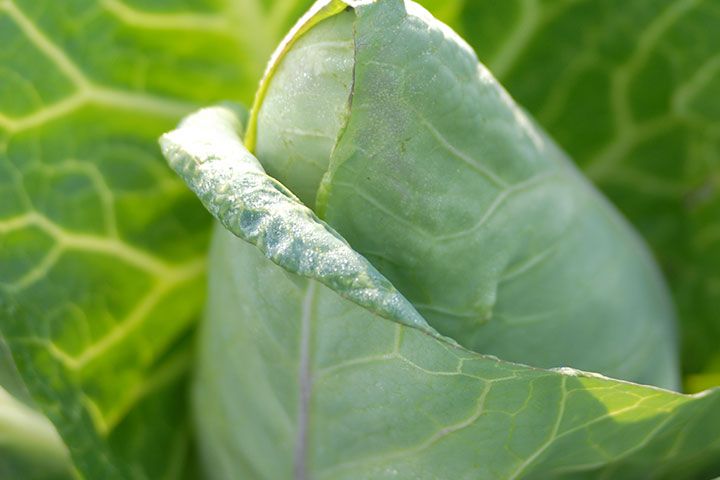 Christiansen's Biolandhof