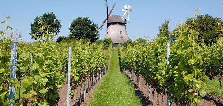 Weinbergwandern
