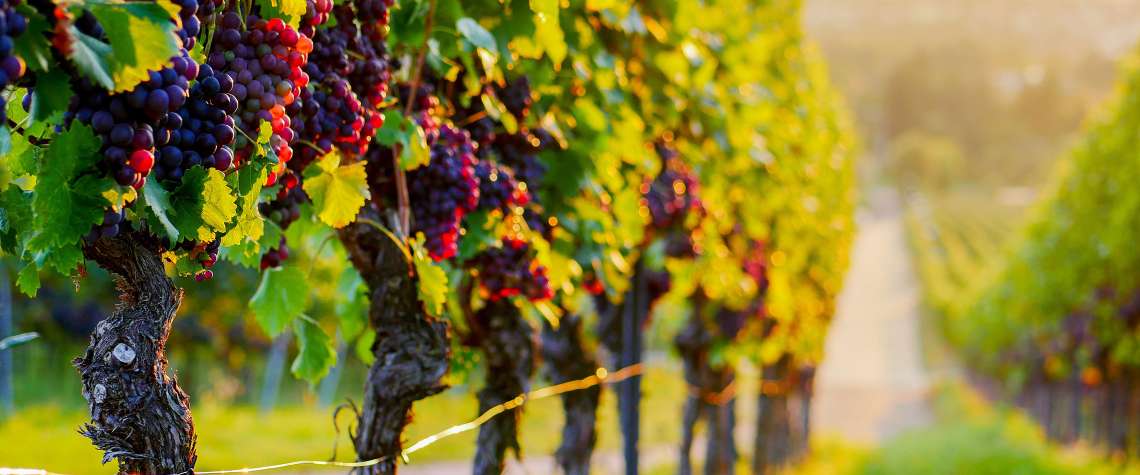 Wein-Tipps entdecken