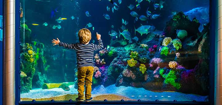 Sea Life
