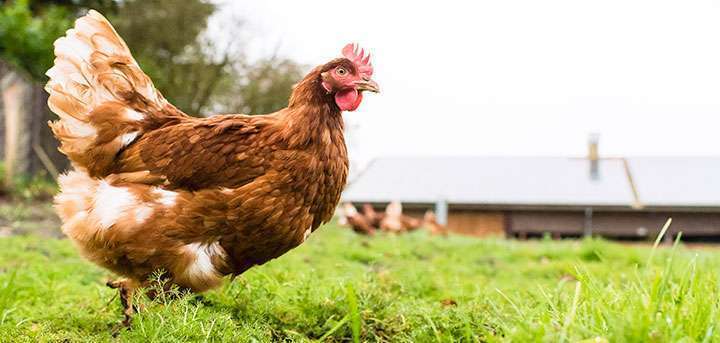 Willkommen auf Hof Aderhold