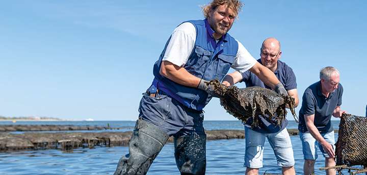 Austernfischerei auf Sylt