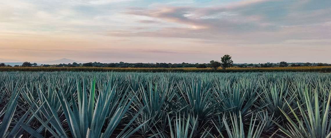 Leckere Tequila Drinks